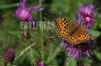 EA332655, Eastpress , Porvoo, Finland
